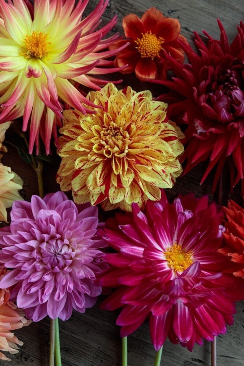 Summer to Fall Floral