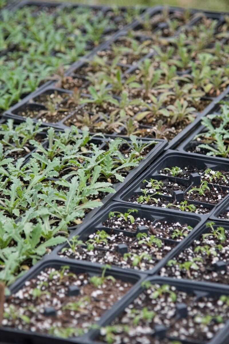 An Introduction to Seed Starting