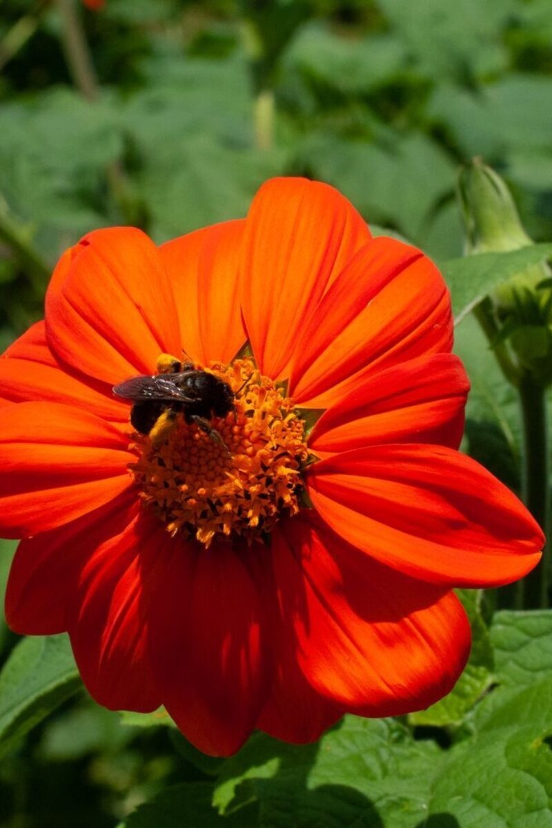 Blackberry Loves Bees