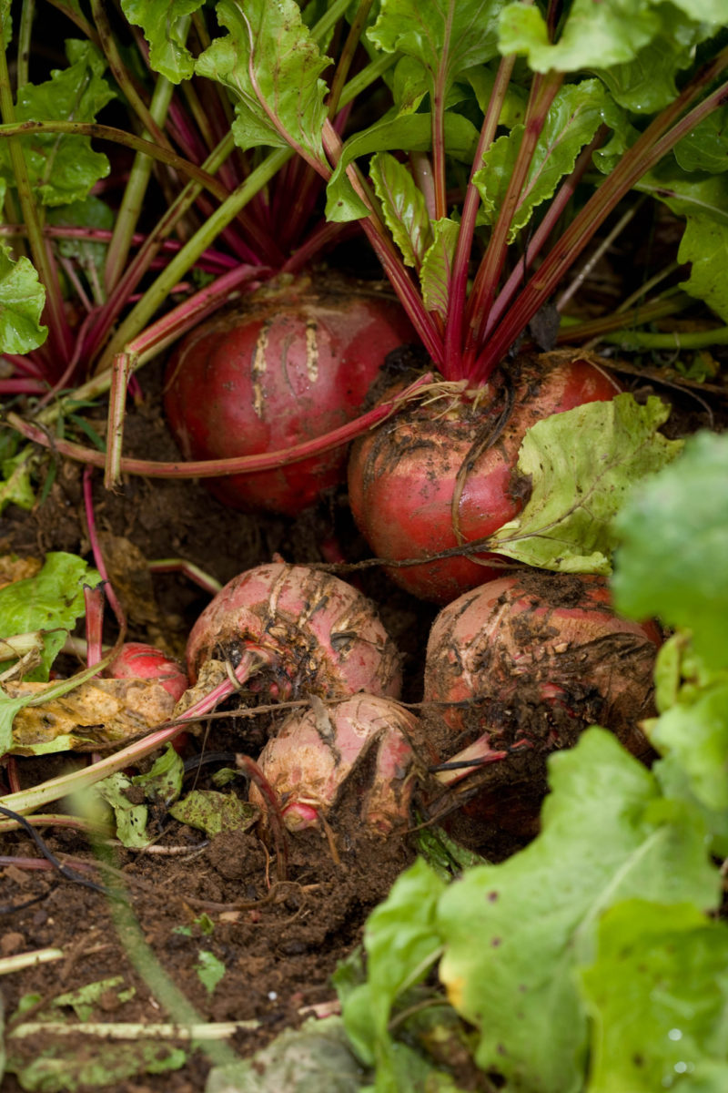 Onions from Beginning to End
