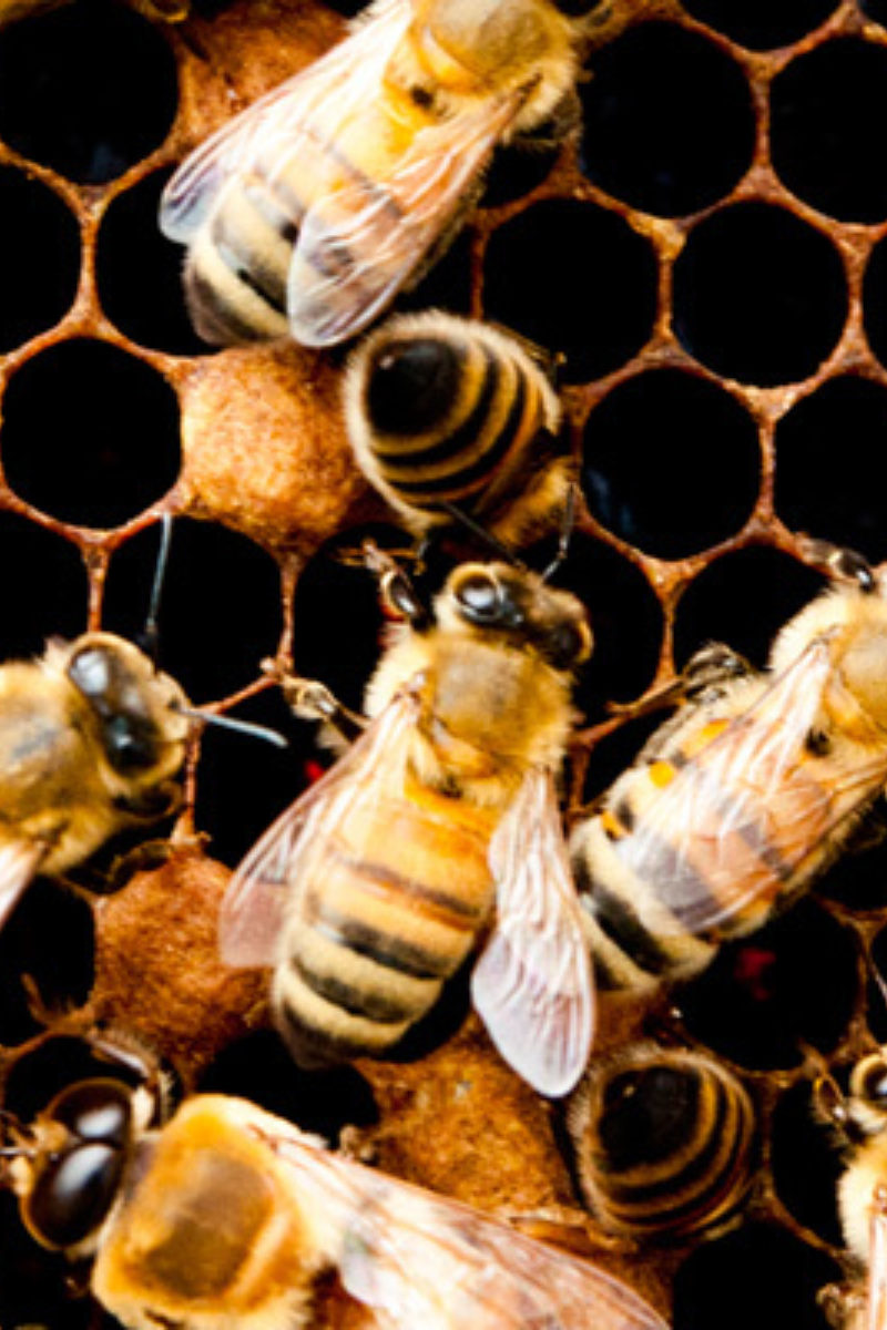 New Bees are Buzzing