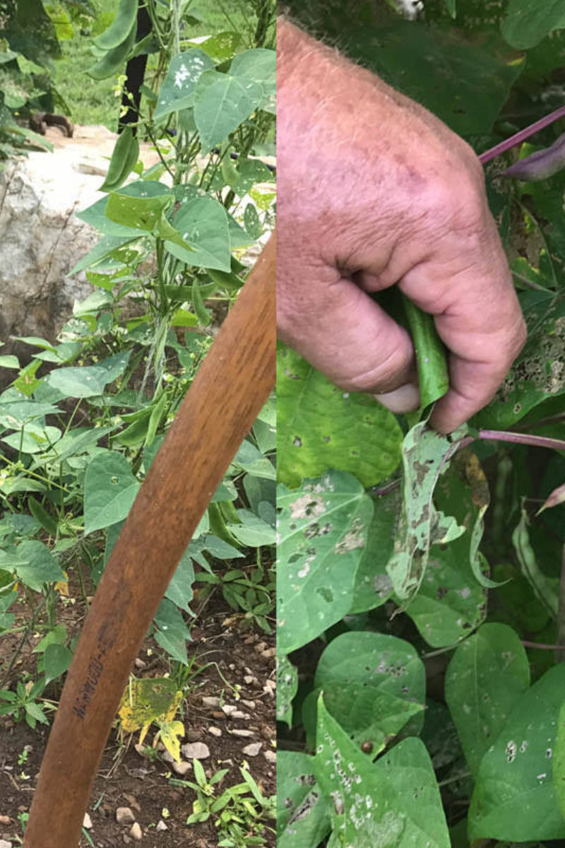 Seed Saving at Blackberry Farm
