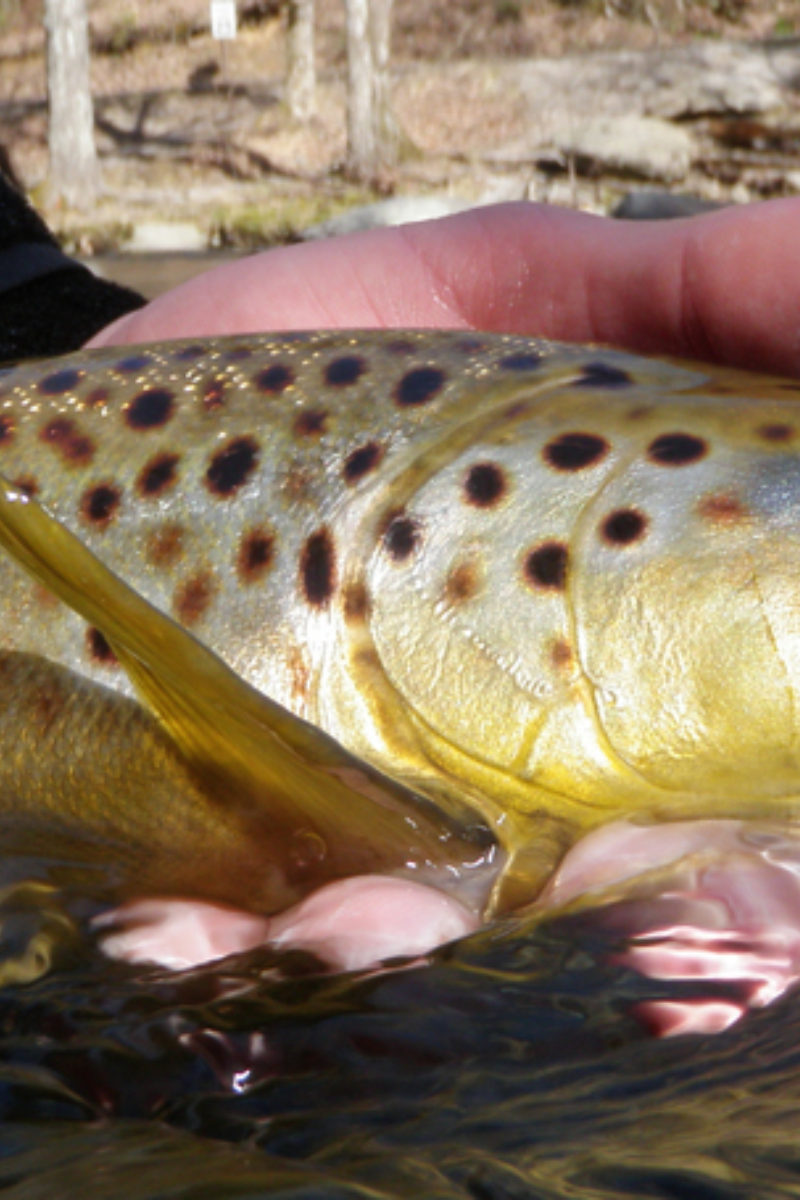 Of Early Spring and Dry Flies