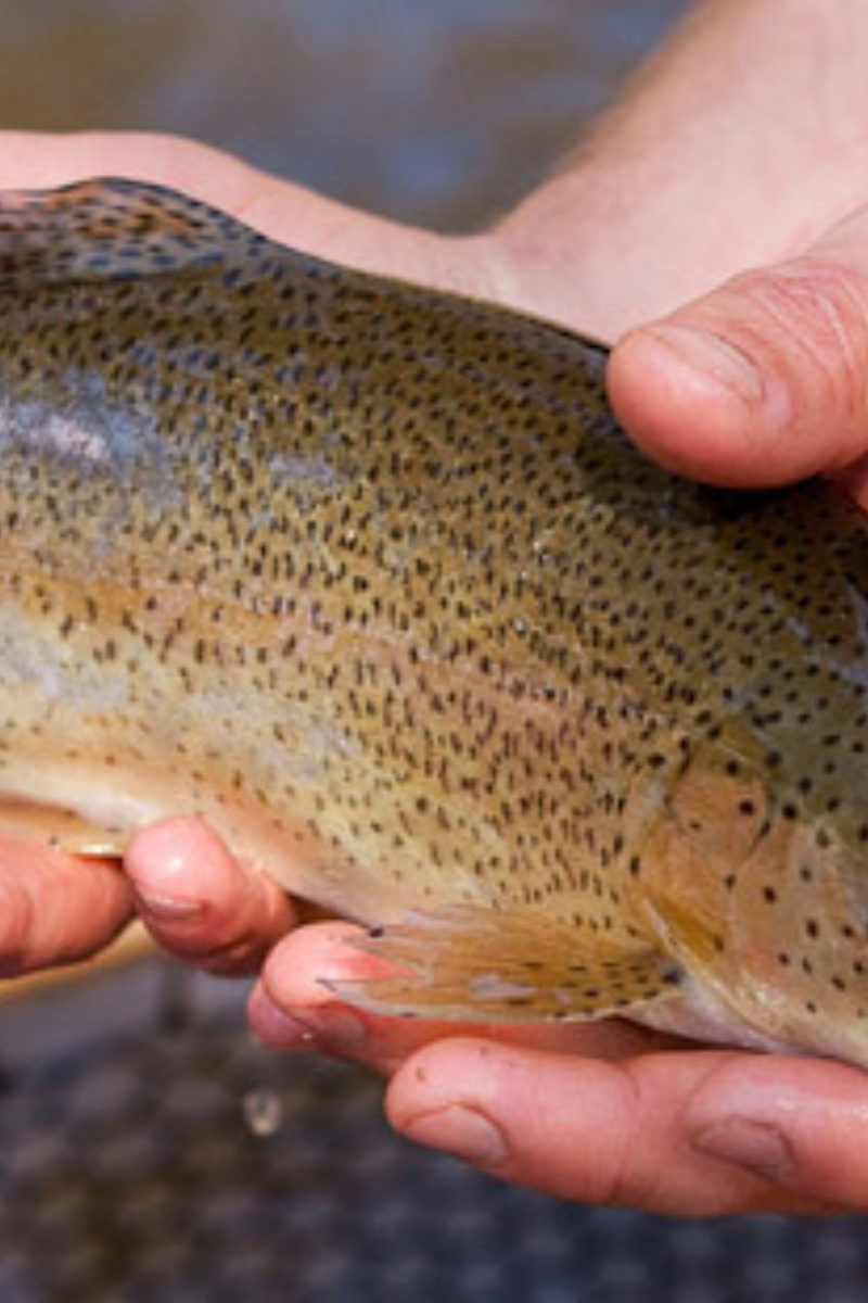 Catch and Release