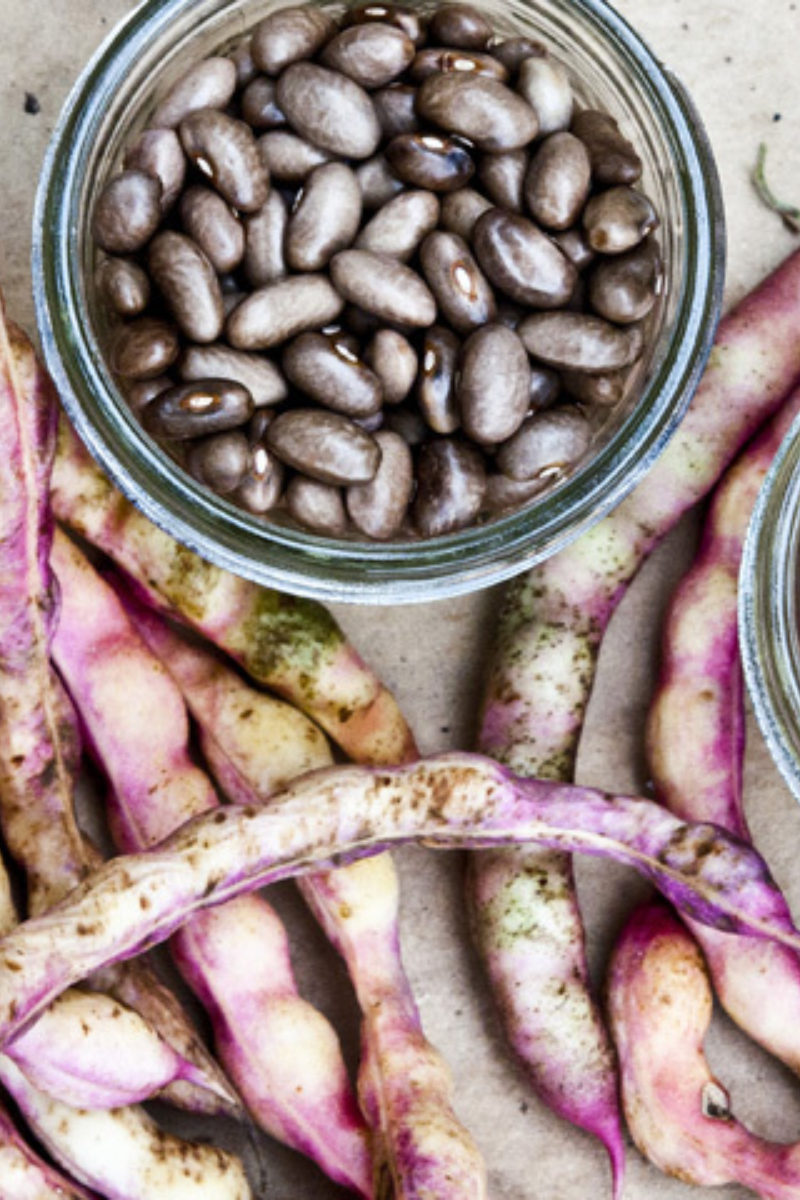 The Coffee Cornfield Bean