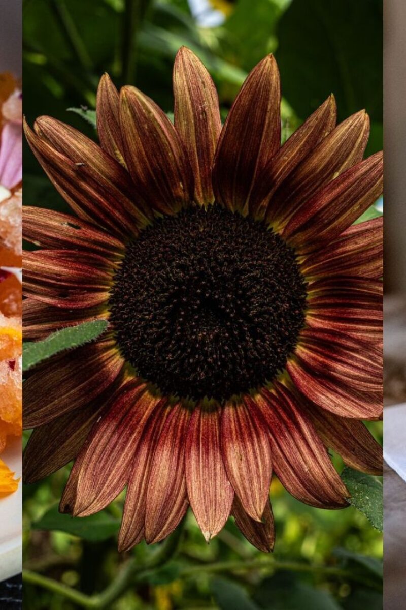 5 Edible Flowers with Unique Uses