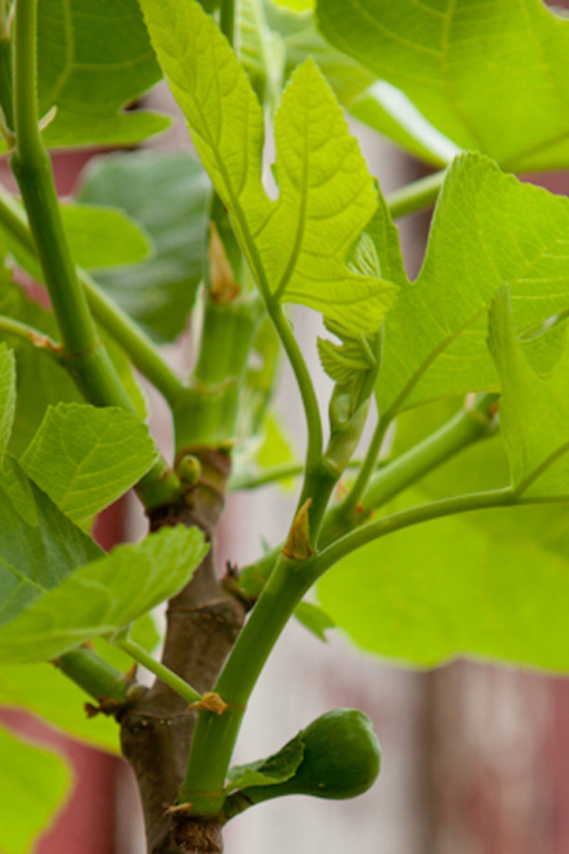 A Litany of Leaves