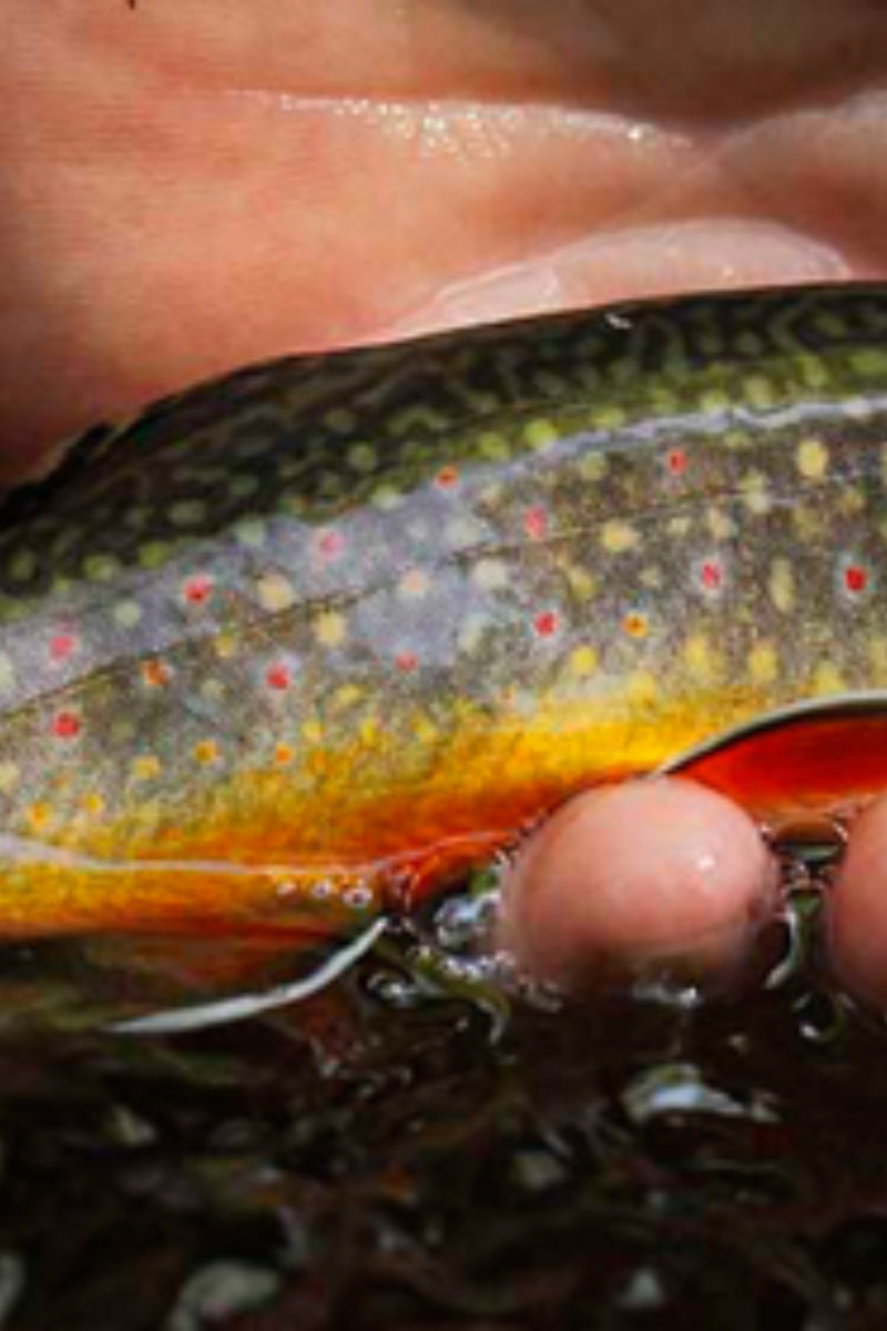 Adjusting Your Angling Perspective