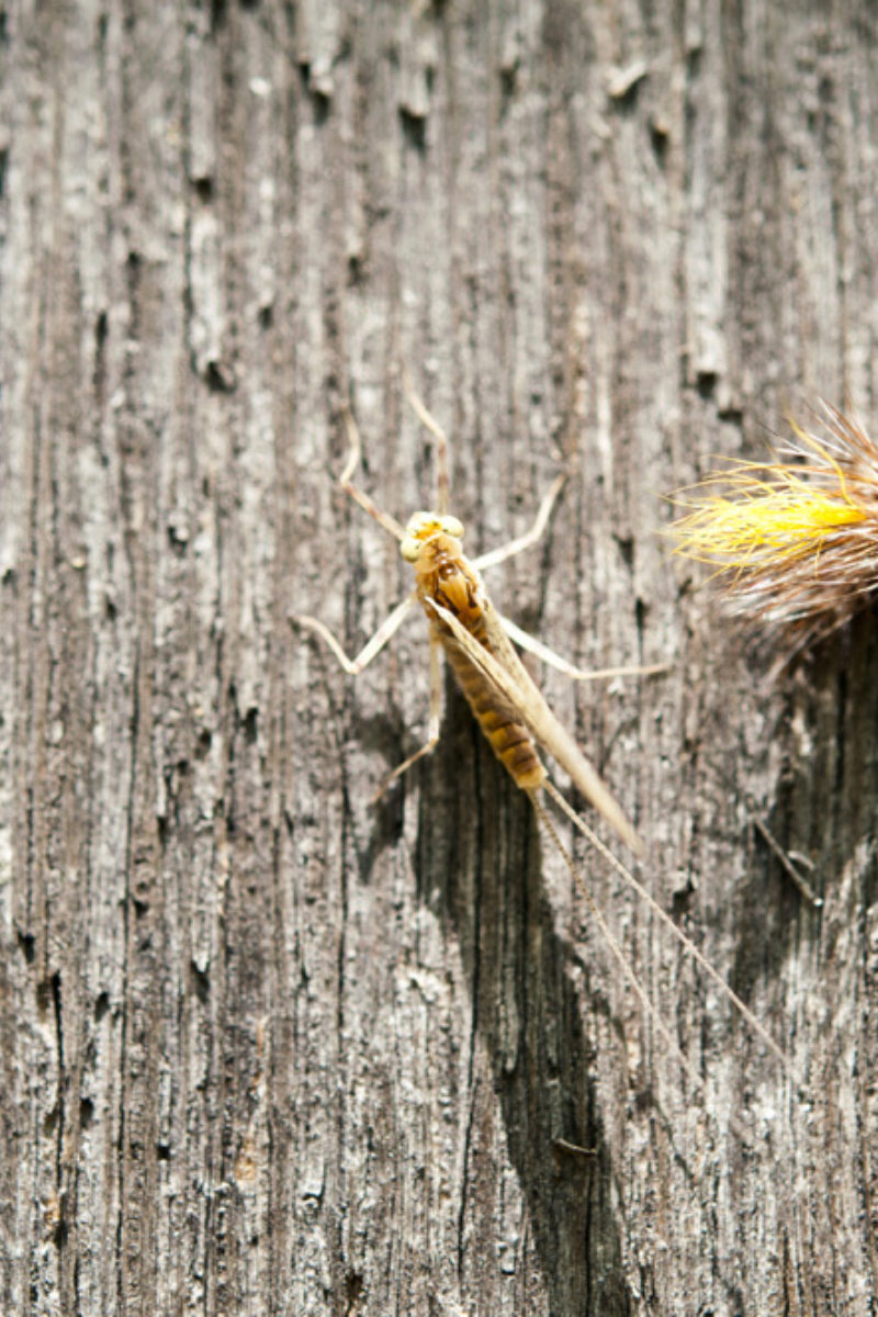 Choosing the Right Bug – Demystifying Entomology