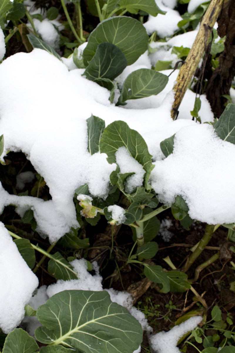 Winter Onions and Garlic