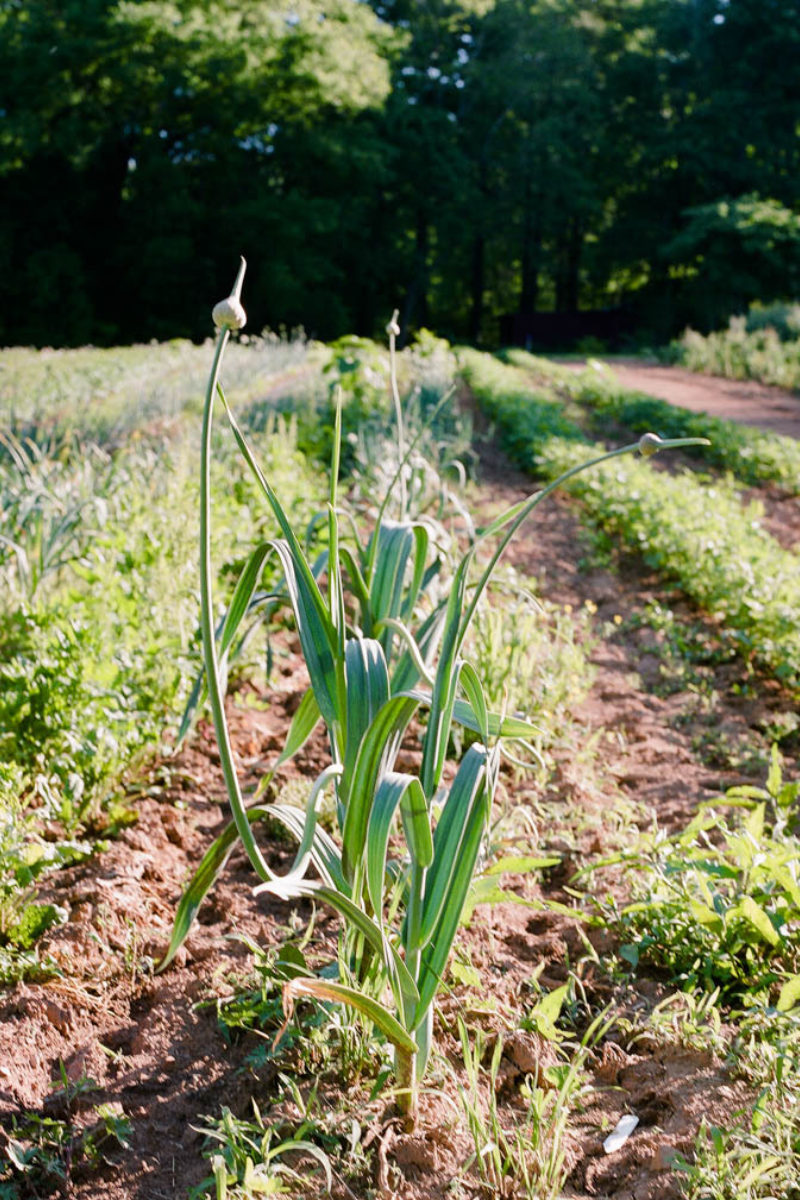 Winter Onions and Garlic