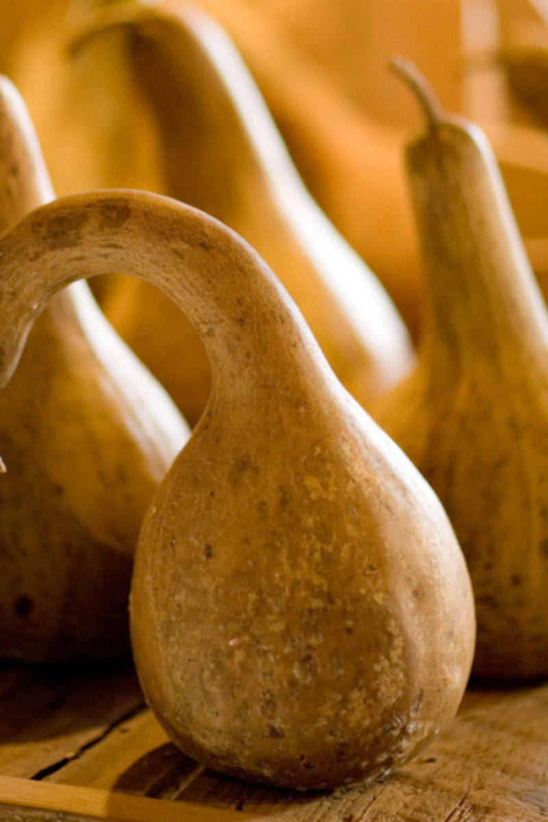 We are Never Bored of Gourds