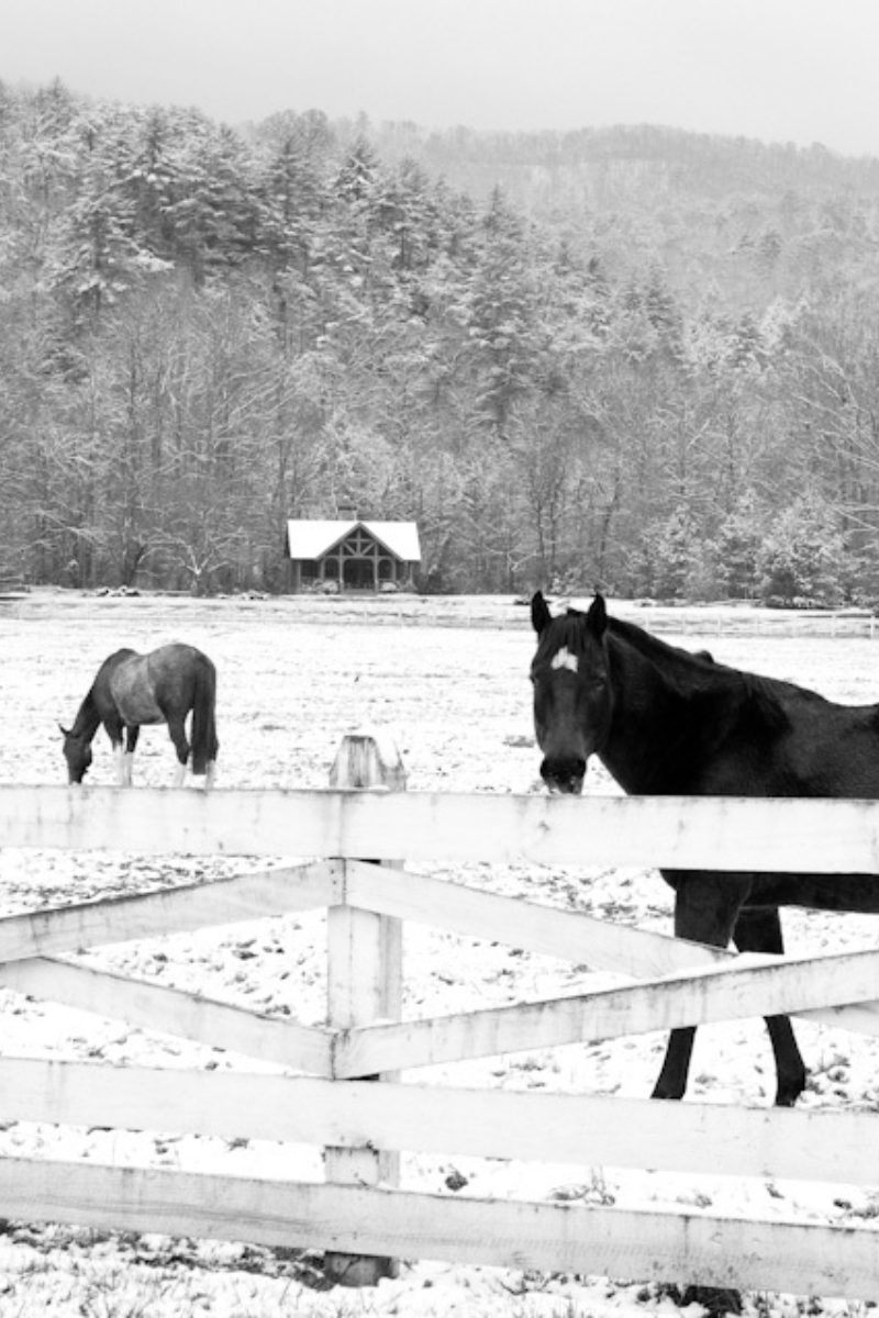 Fuzzy Horses, Clear Days, Hot Chocolate