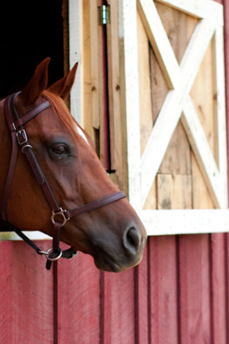 Equines and Summer Memories