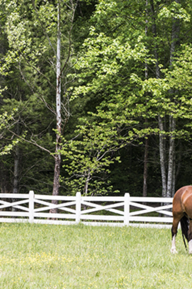 Tame Horses and Wildflowers
