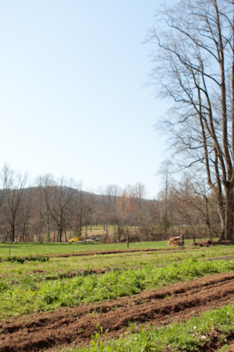 The Greening of Spring