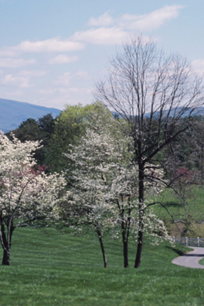 Savor New Tastes in a Old Favorite