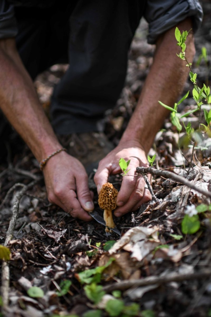 Foraging BINGO