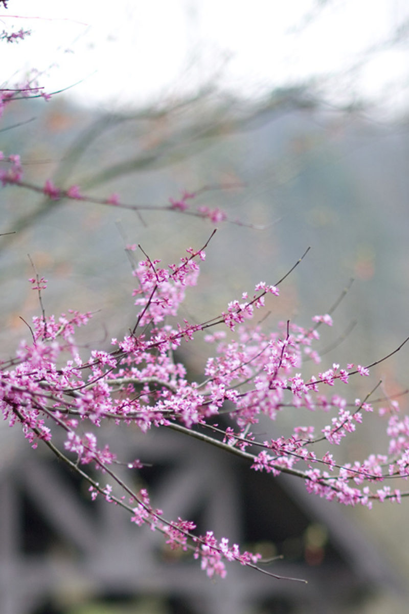 Spring Newsletter - The Hope of Spring