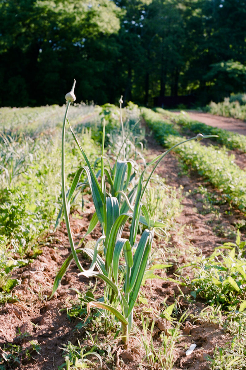 Fresh Spring Taste from the Garden