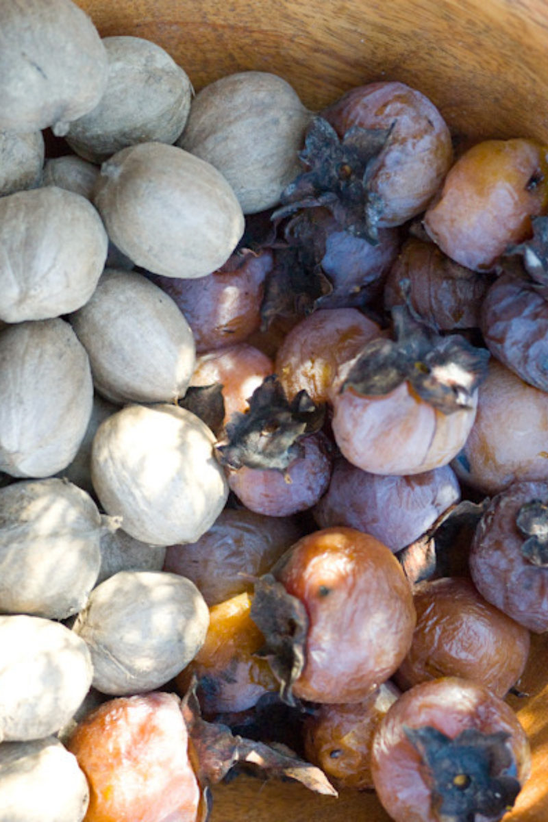 Predicting Winter with Persimmons