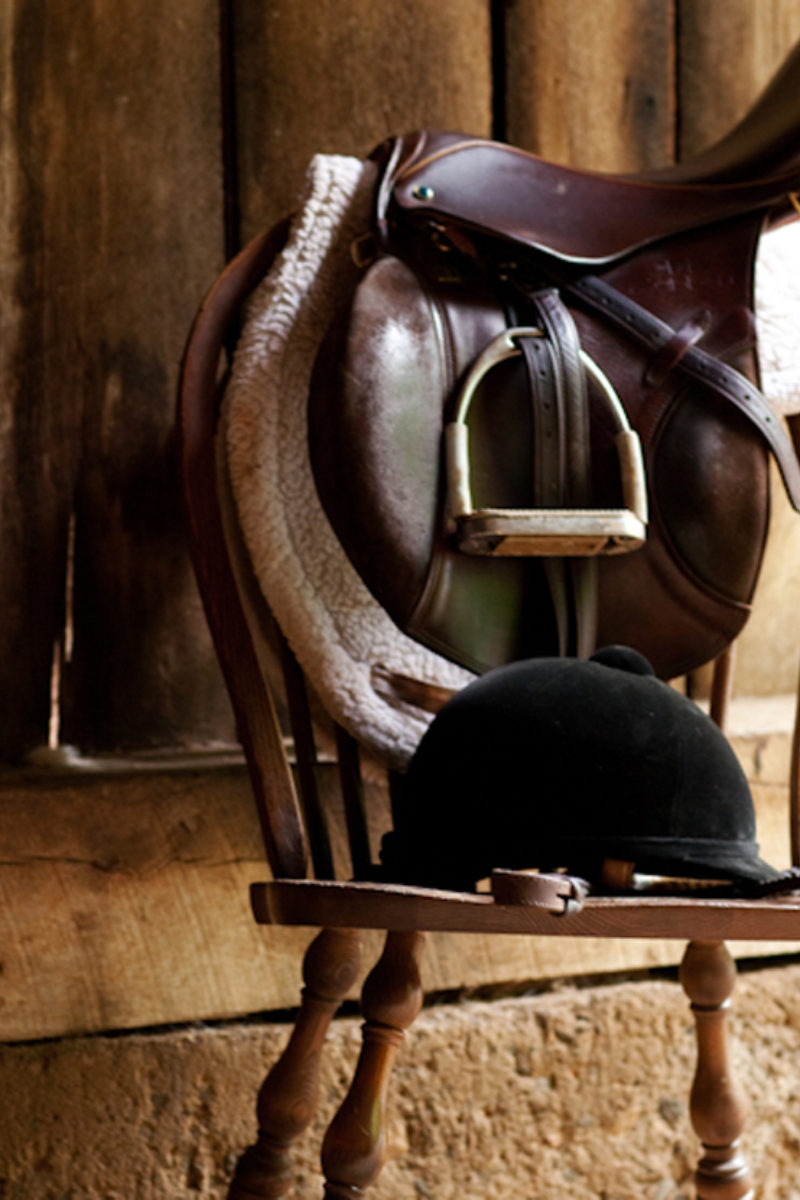 Picking a Winner: The Thoroughbred!