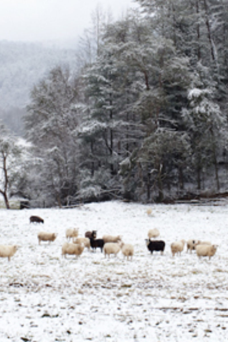 Explore Blackberry Farm