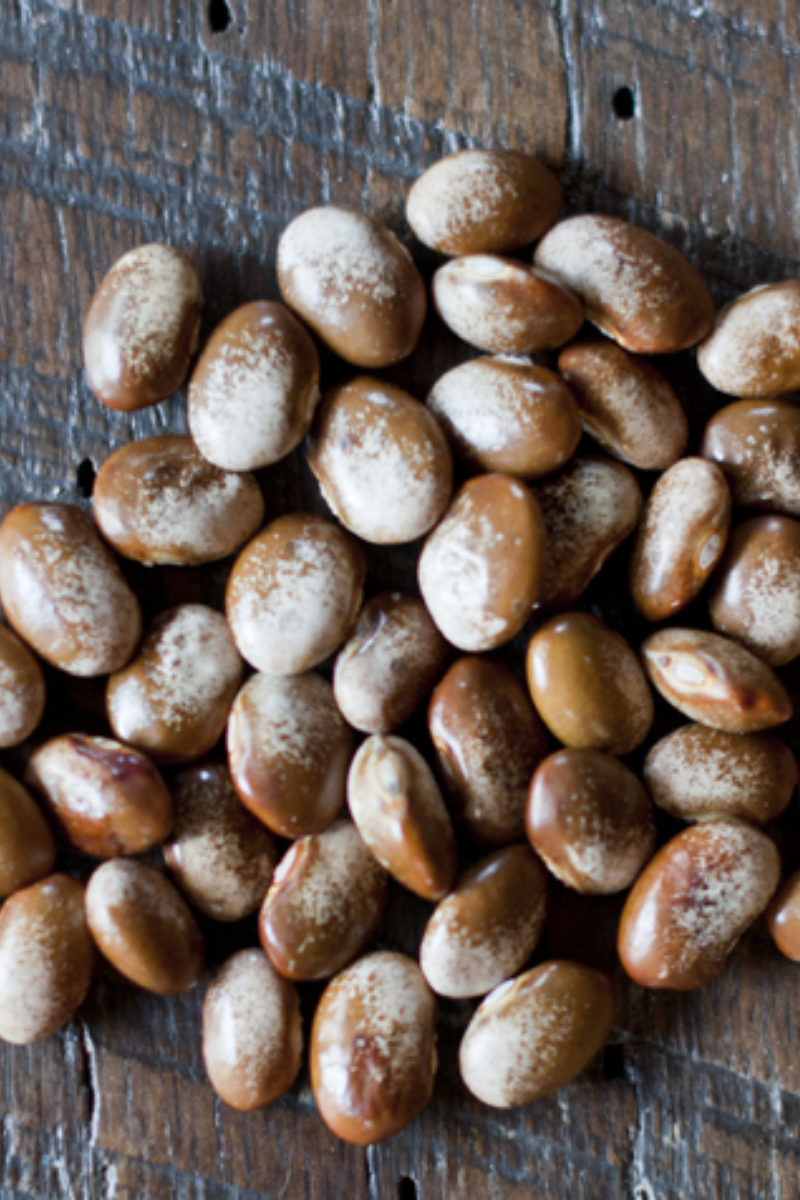 The Turkey Craw Bean from the Cades Cove Garden