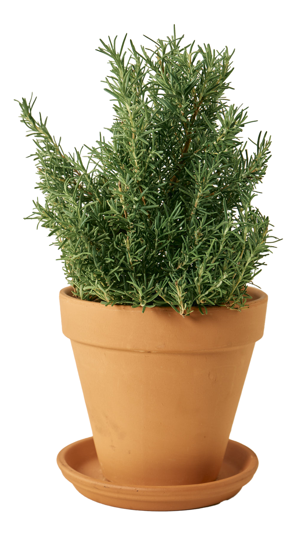 Rosemary Plant