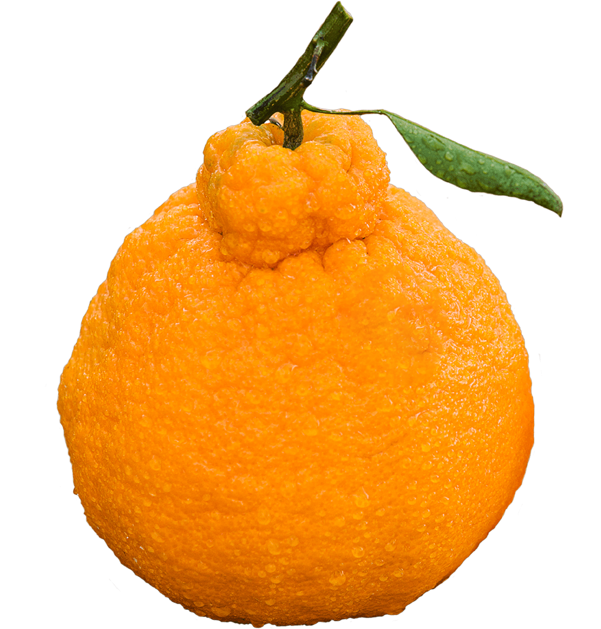 Sumo Citrus Oranges