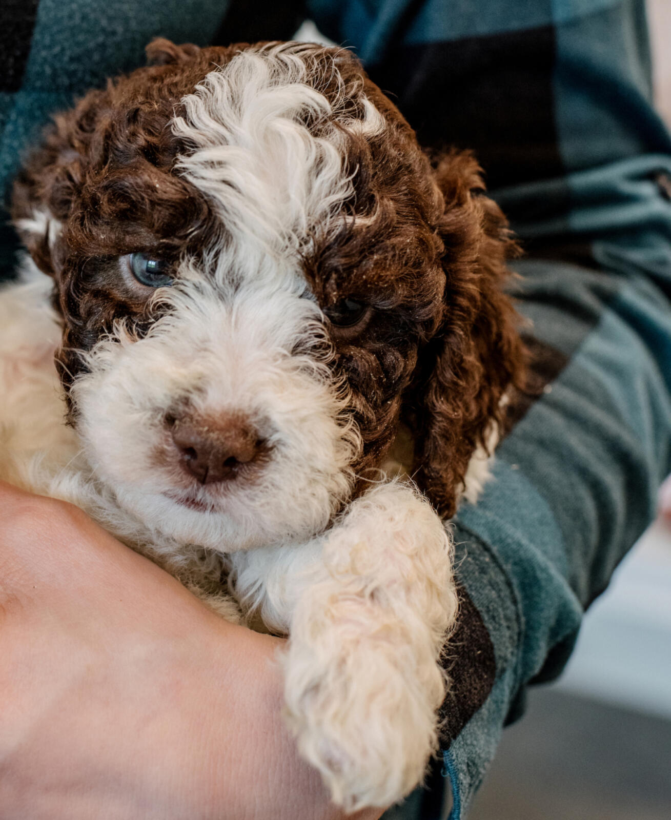 Blackberry sales farm puppies