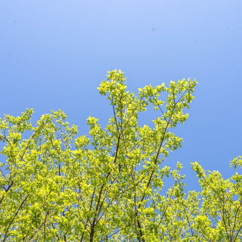Blackberry Spring