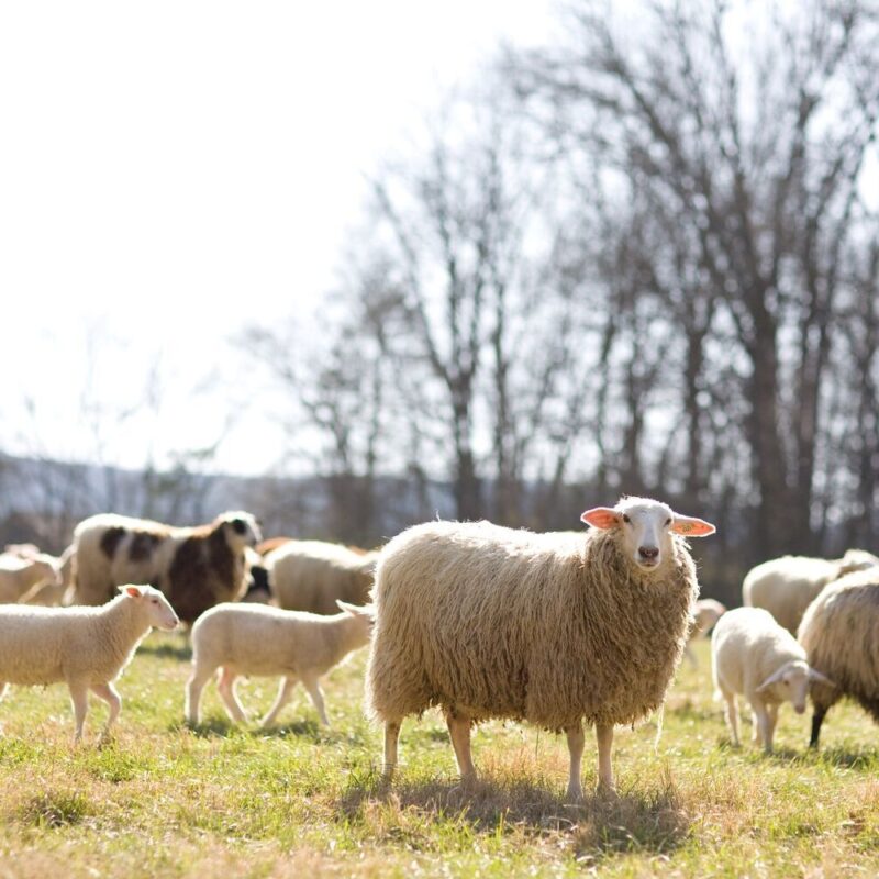 Blackberry Farm Animals
