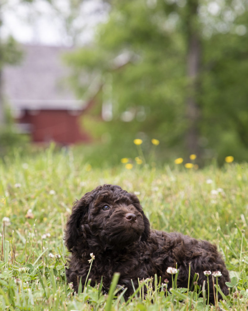 Puppy Love