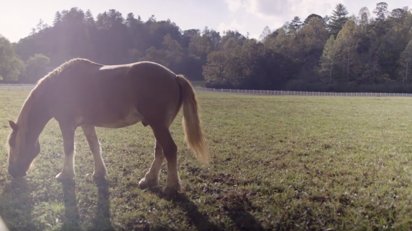 Activities at Blackberry Farm